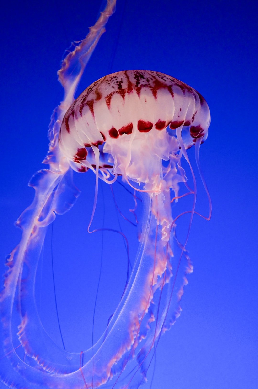 24 wichtige Fragen zu Heizstab Aquarium Test