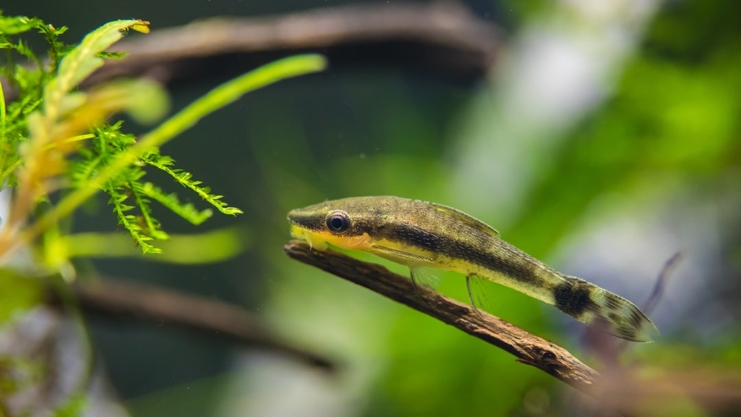 24 wichtige Fragen zu Wie Empfindlich Sind Neonfische?