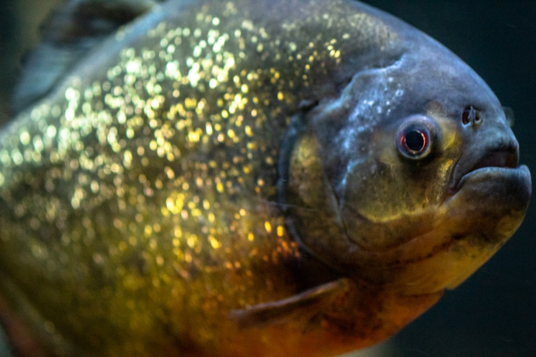 24 wichtige Fragen zu Do Aquarium Lights Cause Algae?