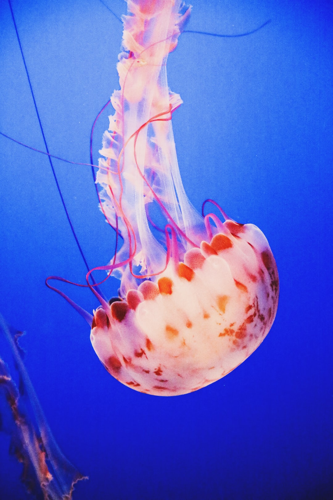 24 wichtige Fragen zu Wie Vermehren Sich Neons Im Aquarium?