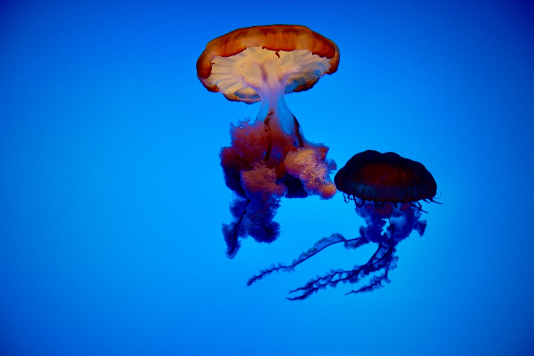 24 wichtige Fragen zu Efeutute Im Aquarium