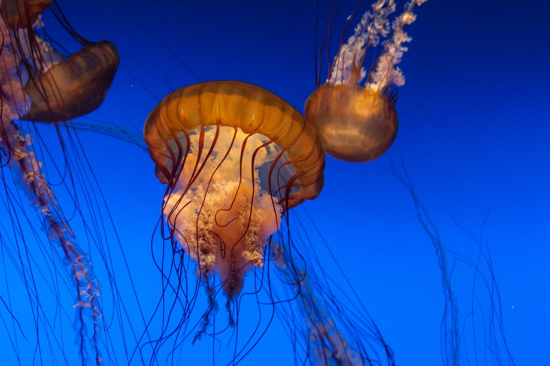 24 wichtige Fragen zu Wie Kann Ich Silikat Im Aquarium?
