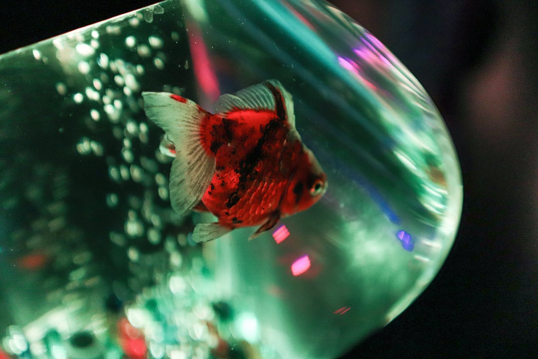 25 wichtige Fragen zu Who Created The Dubai Aquarium?