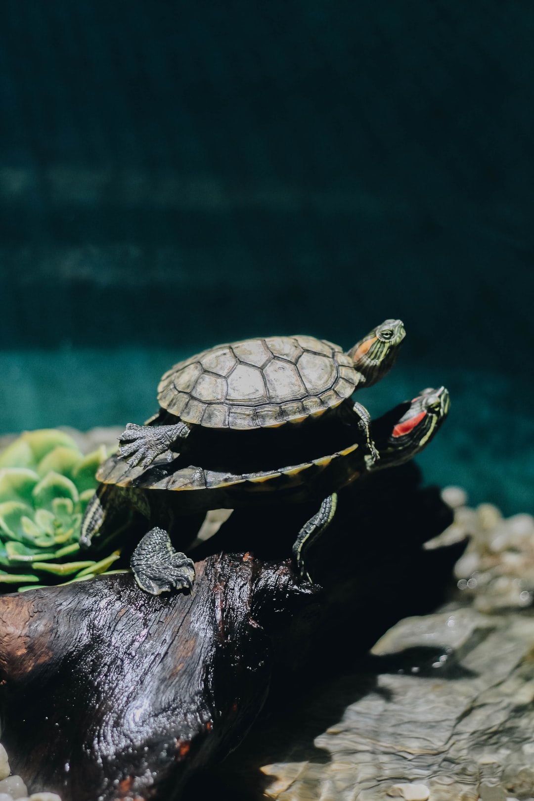 25 wichtige Fragen zu Was Kostet Es Eine Schildkröte Anmelden?