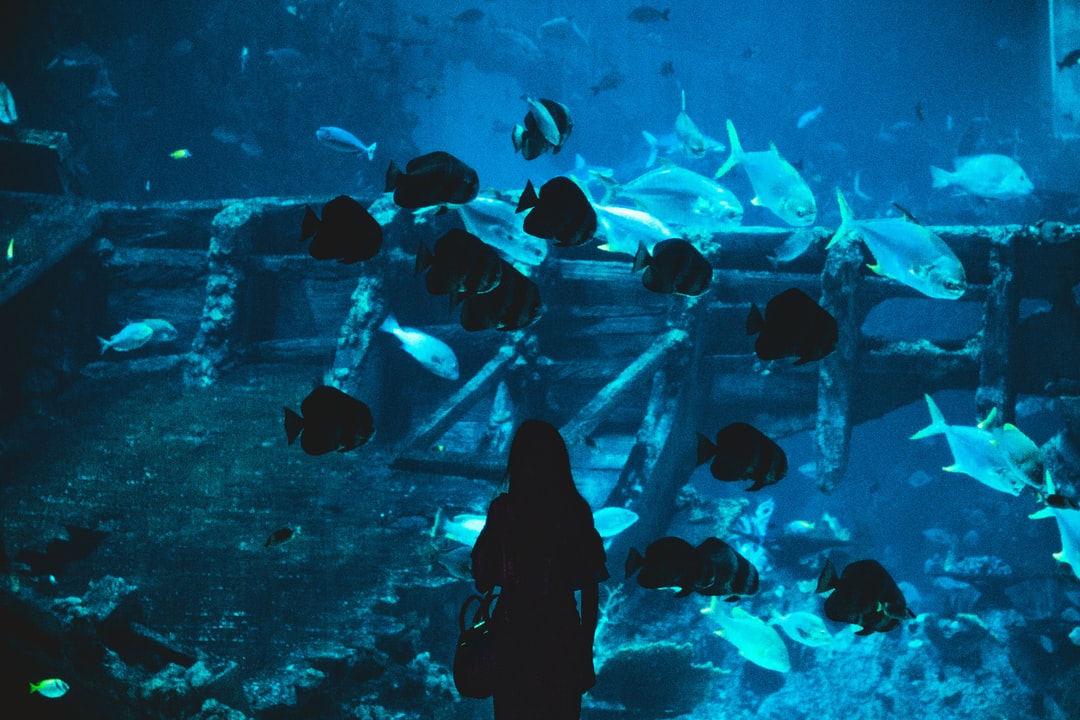 25 wichtige Fragen zu Lido 200 Aquarium