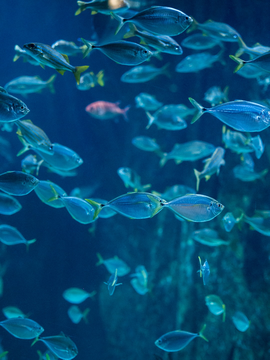 25 wichtige Fragen zu Seewasser Aquarium