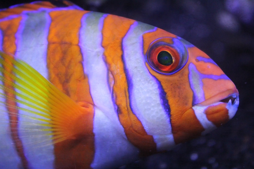 25 wichtige Fragen zu Welche Fische Verstehen Sich Gut?