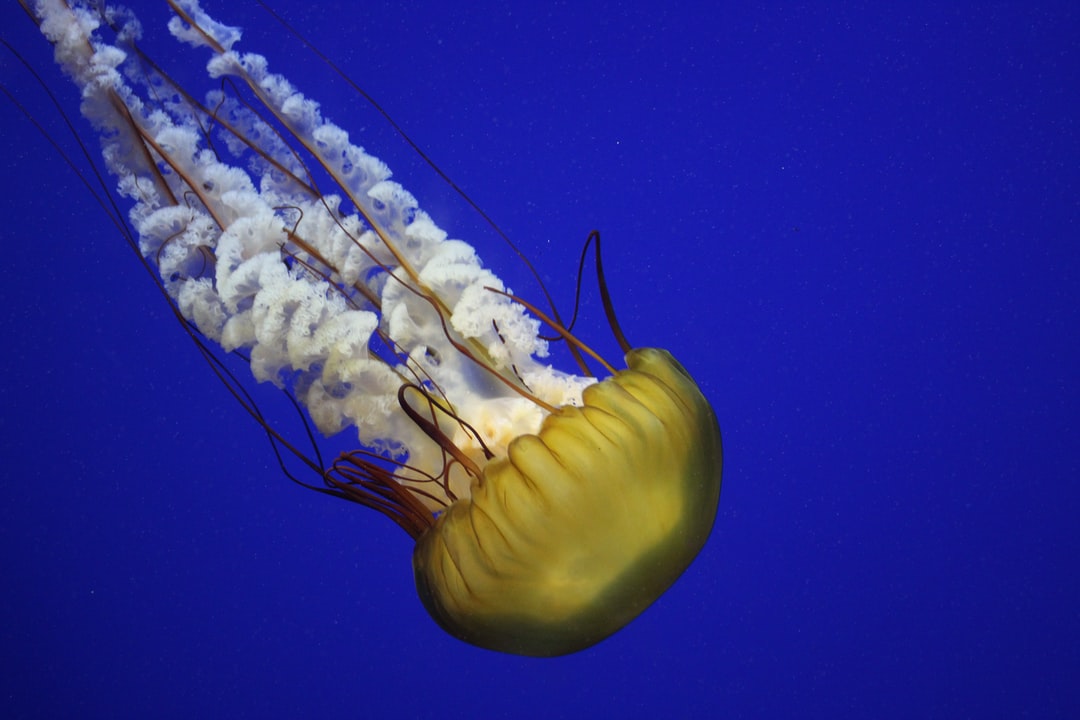 25 wichtige Fragen zu Wie Leert Man Ein Aquarium?