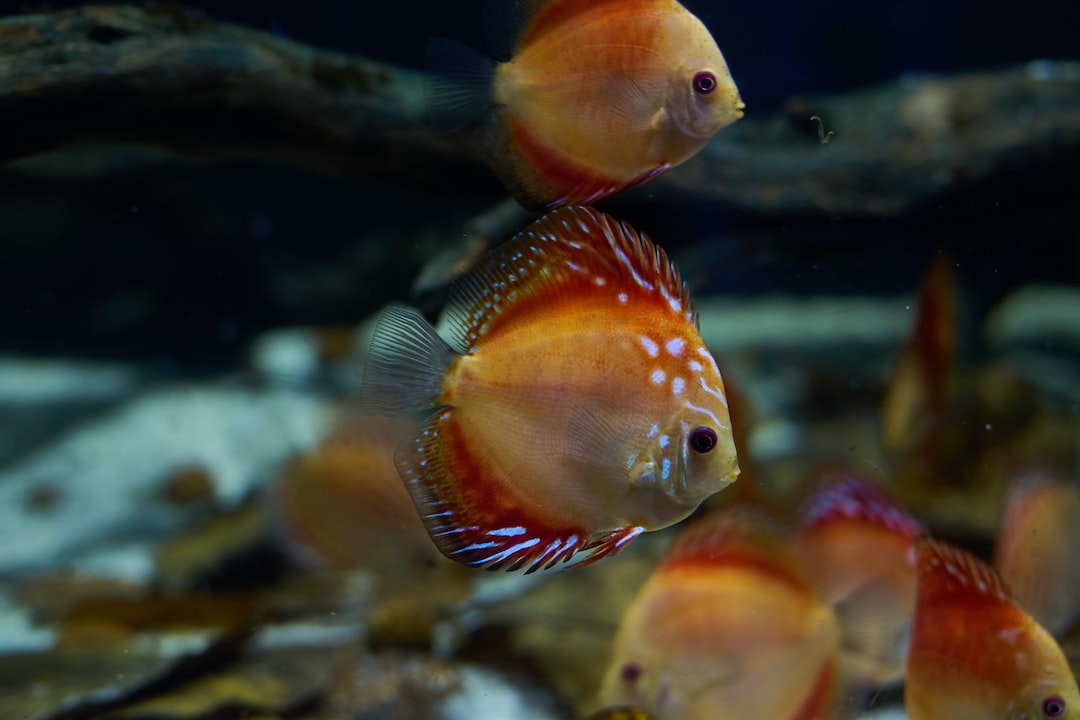 25 wichtige Fragen zu Was Bewirkt Ein Aquarium?