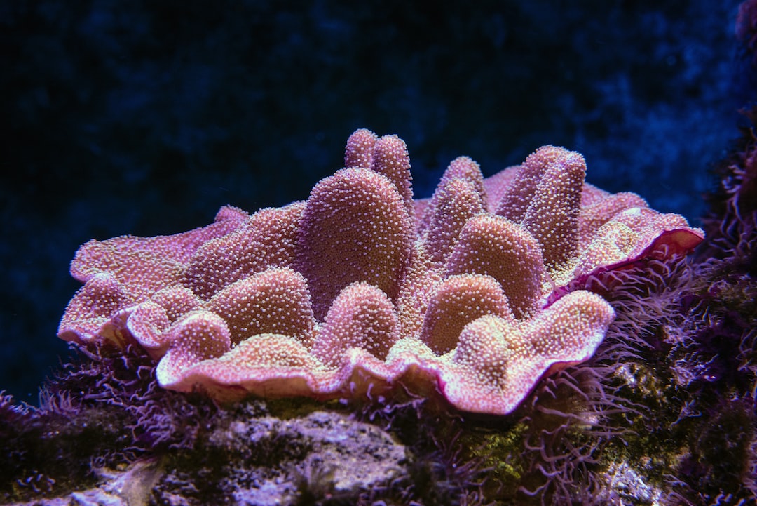 25 wichtige Fragen zu Wie Reinige Ich Ein Nano Aquarium?