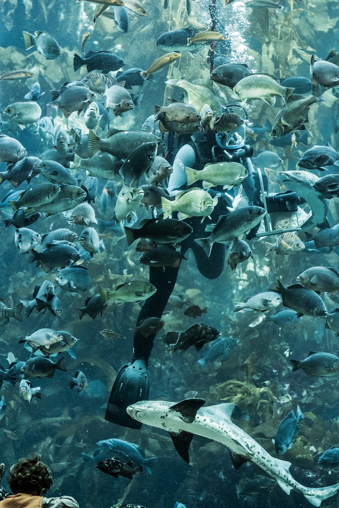 25 wichtige Fragen zu Fische 60l Aquarium