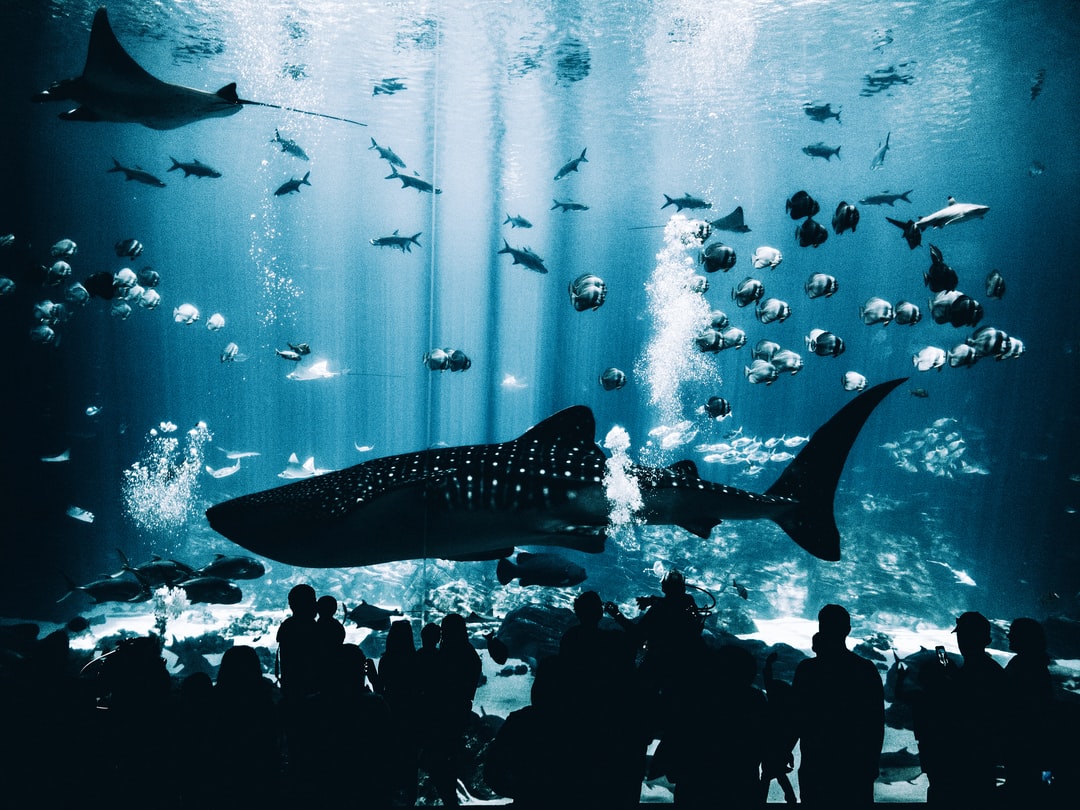 25 wichtige Fragen zu Schwarmfische Für Aquarium