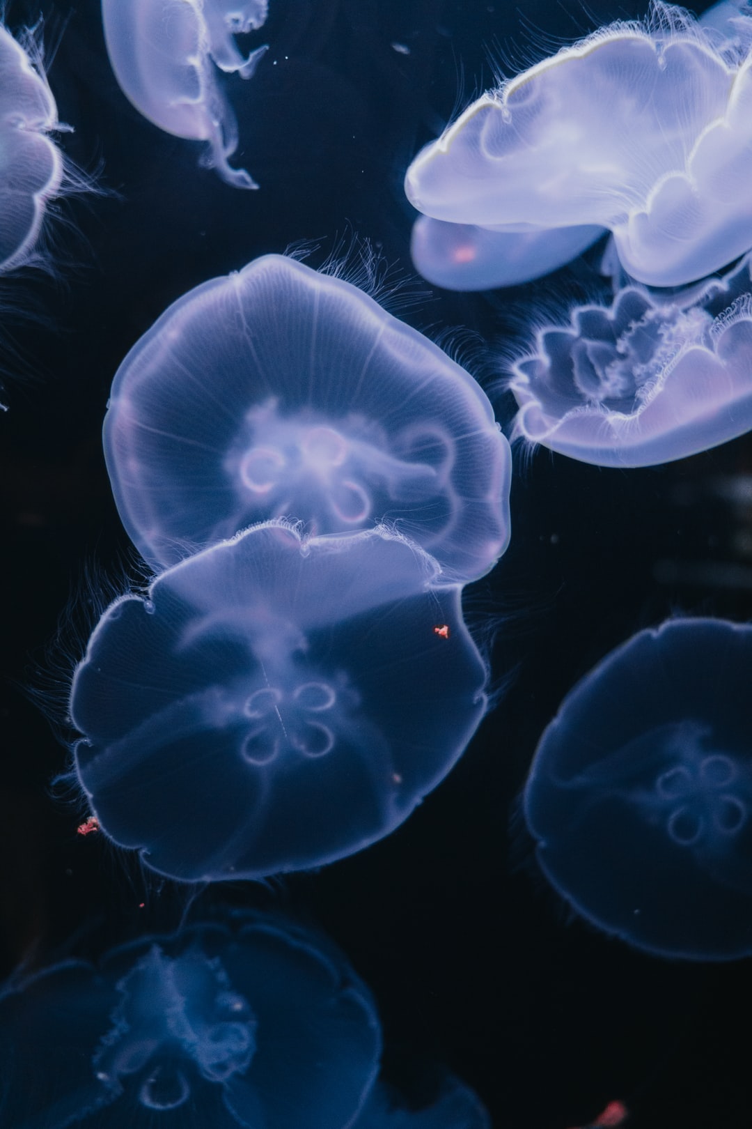 25 wichtige Fragen zu Außergewöhnliche Aquarium