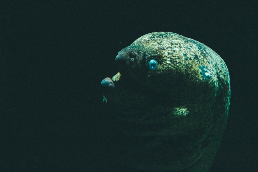 25 wichtige Fragen zu Warum Kriechen Rennschnecken Aus Dem Aquarium?