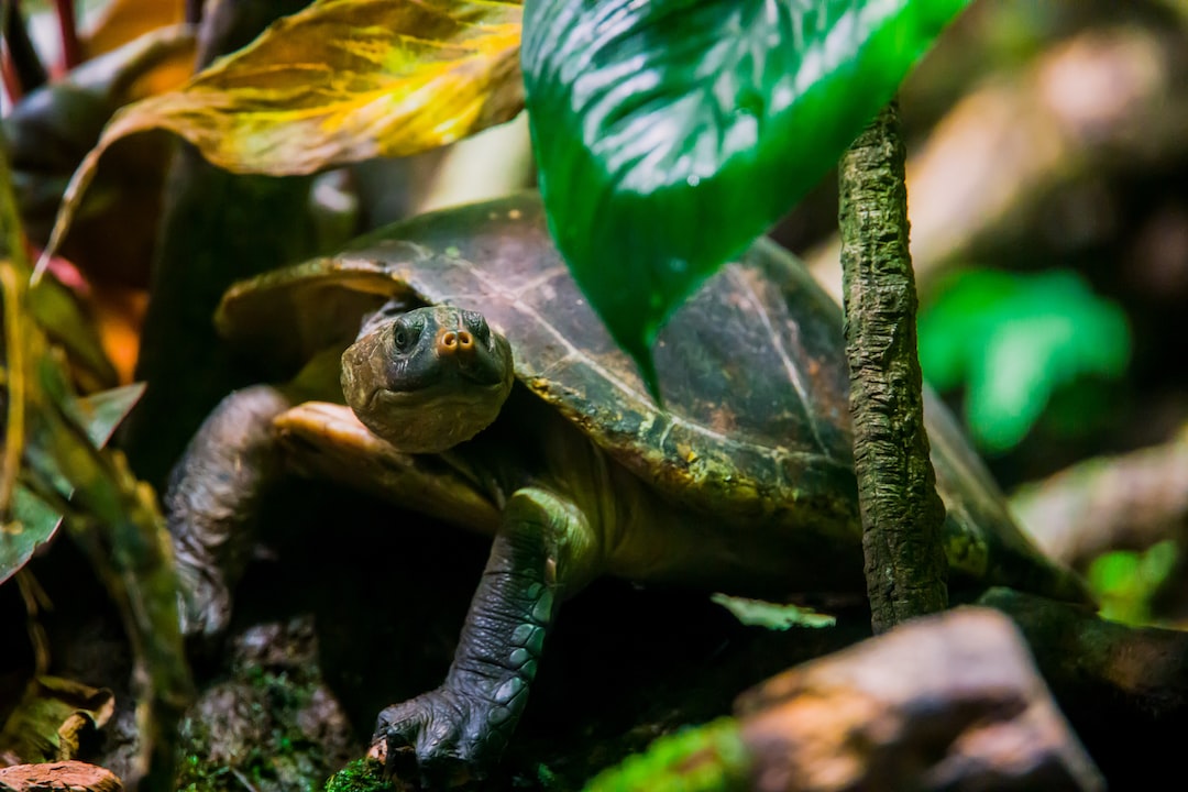 25 wichtige Fragen zu Welche Wasserschildkröte Für Anfänger?