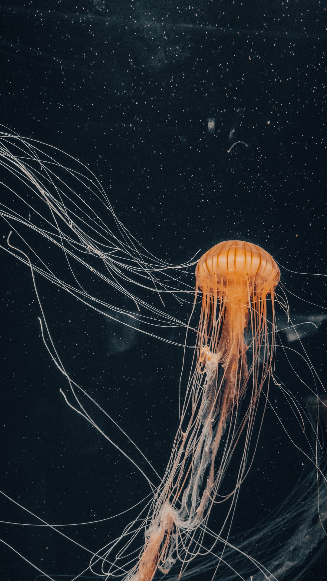 25 wichtige Fragen zu Aquarium Bakterienstarter