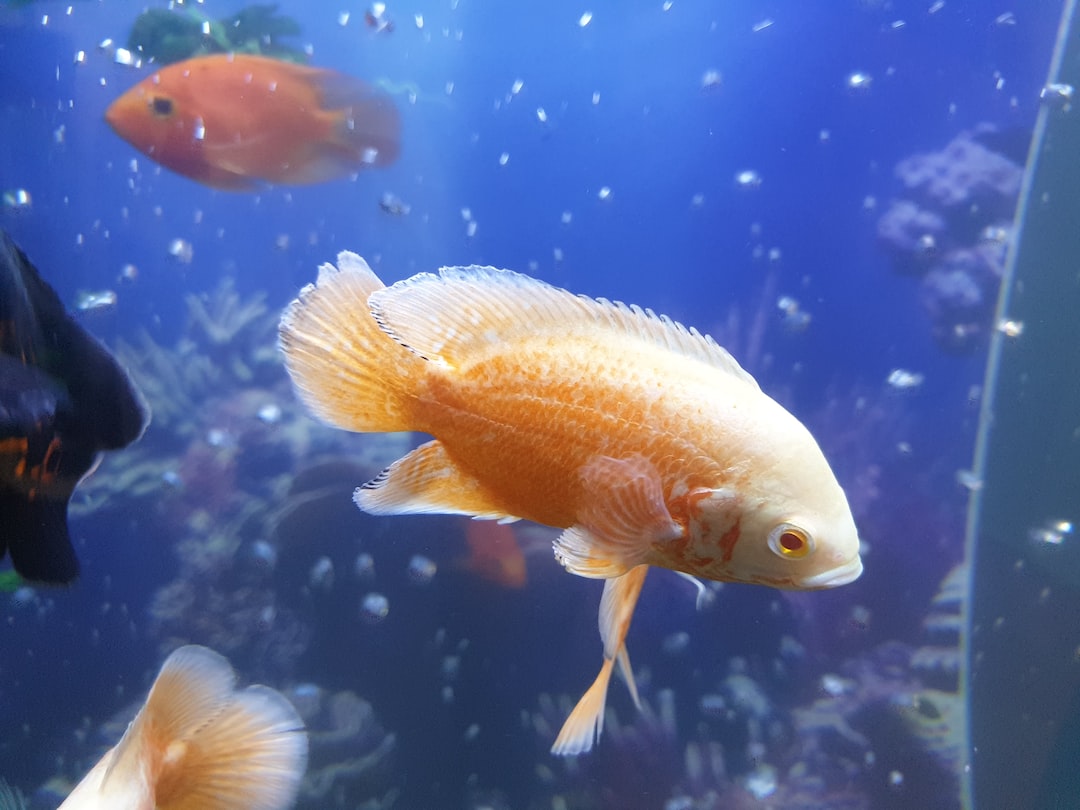 25 wichtige Fragen zu Was Für Tiere In Aquarium?