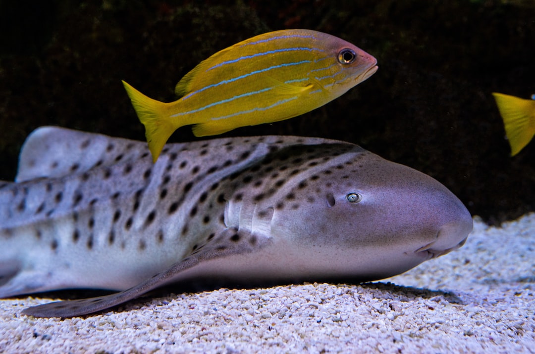 25 wichtige Fragen zu How Do You Make Slate For A Fish Tank?