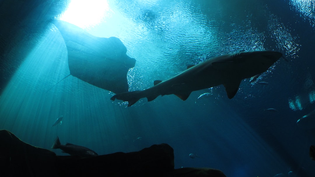 19 wichtige Fragen zu Wie Kühlt Man Ein Aquarium Im Sommer?