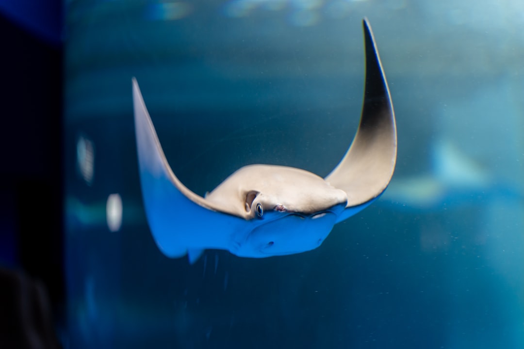 19 wichtige Fragen zu Wer Frisst Fadenalgen Im Aquarium?