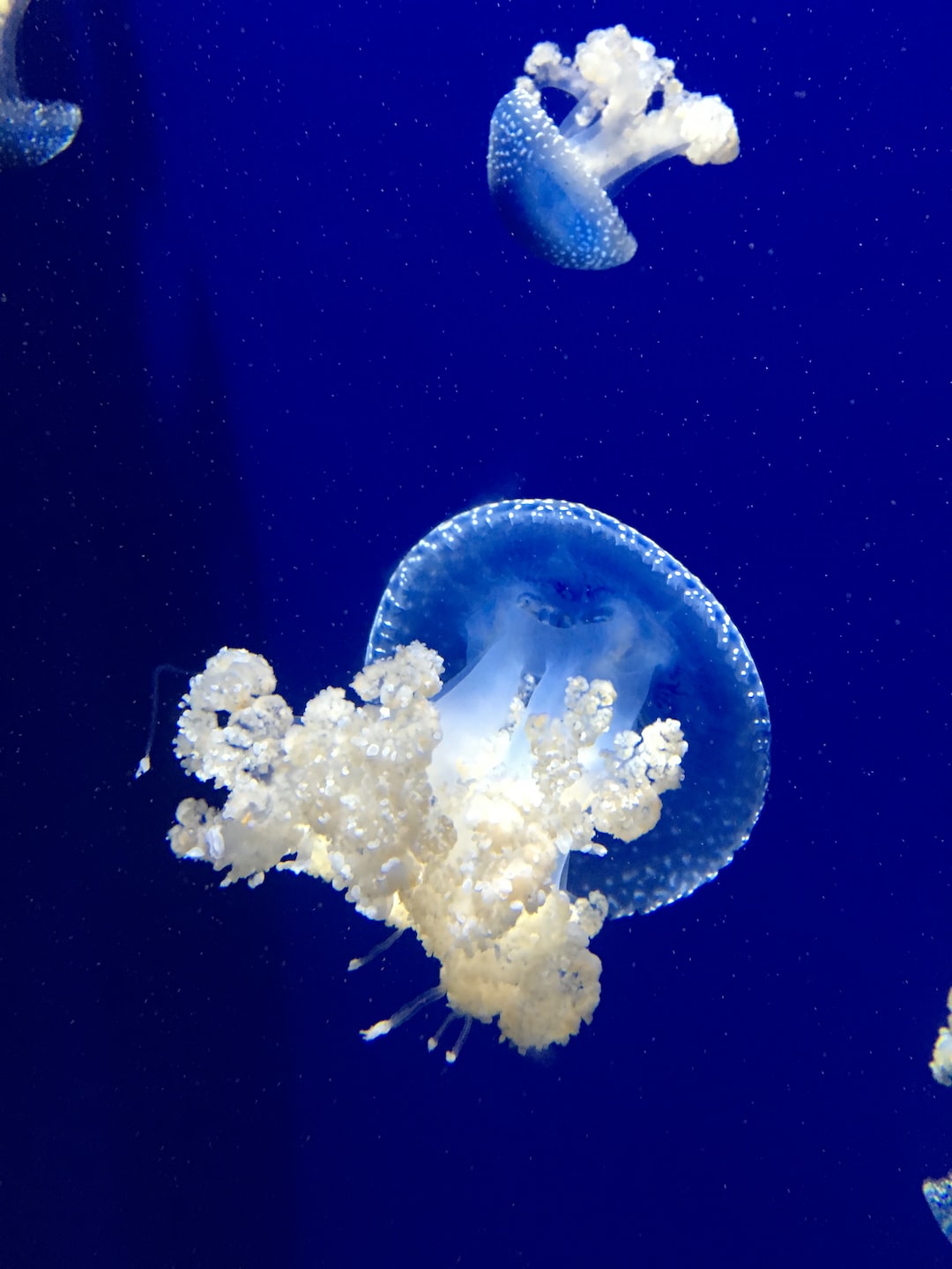 20 wichtige Fragen zu Meerwasser Aquarium Lampe