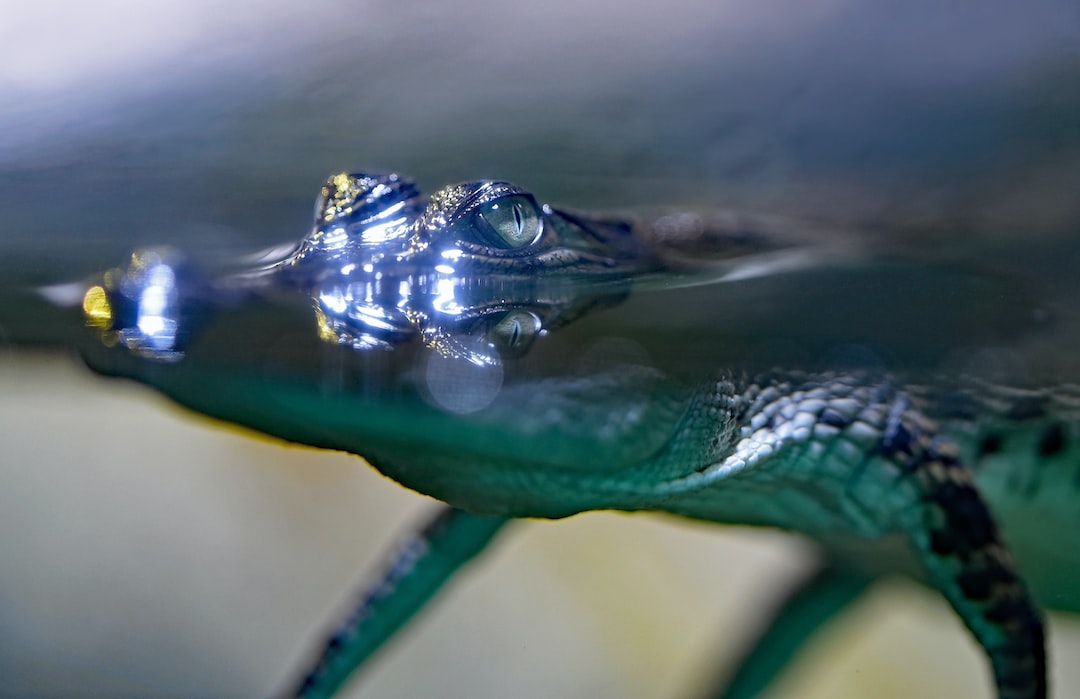20 wichtige Fragen zu Wasserschnecken Aquarium