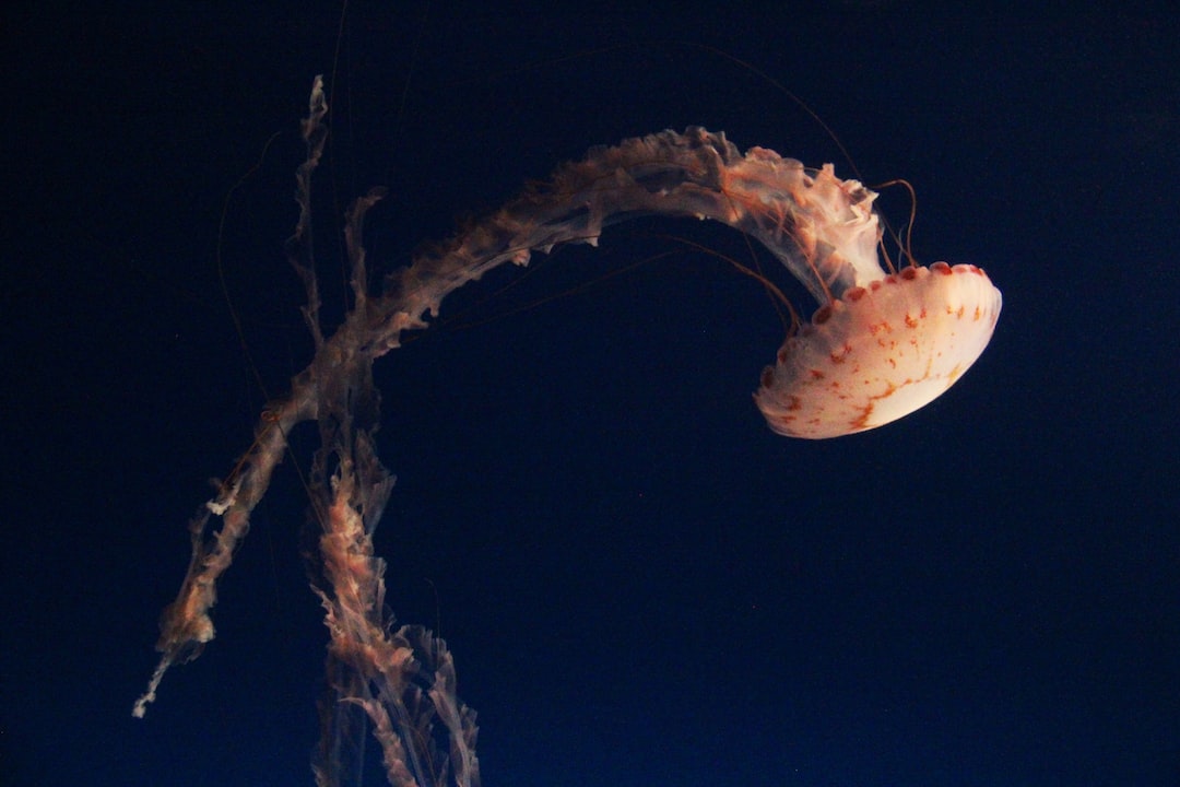 20 wichtige Fragen zu Was Ist Der Größte Seeigel Der Welt?