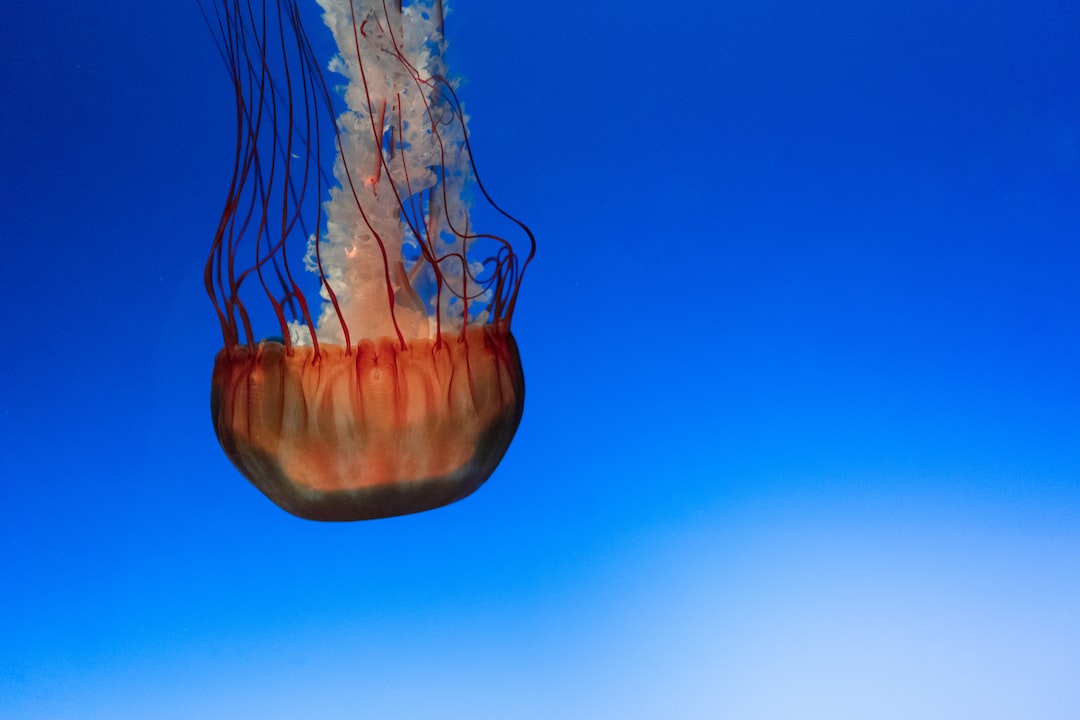 21 wichtige Fragen zu Do Aquarium Snails Need To Breathe Air?