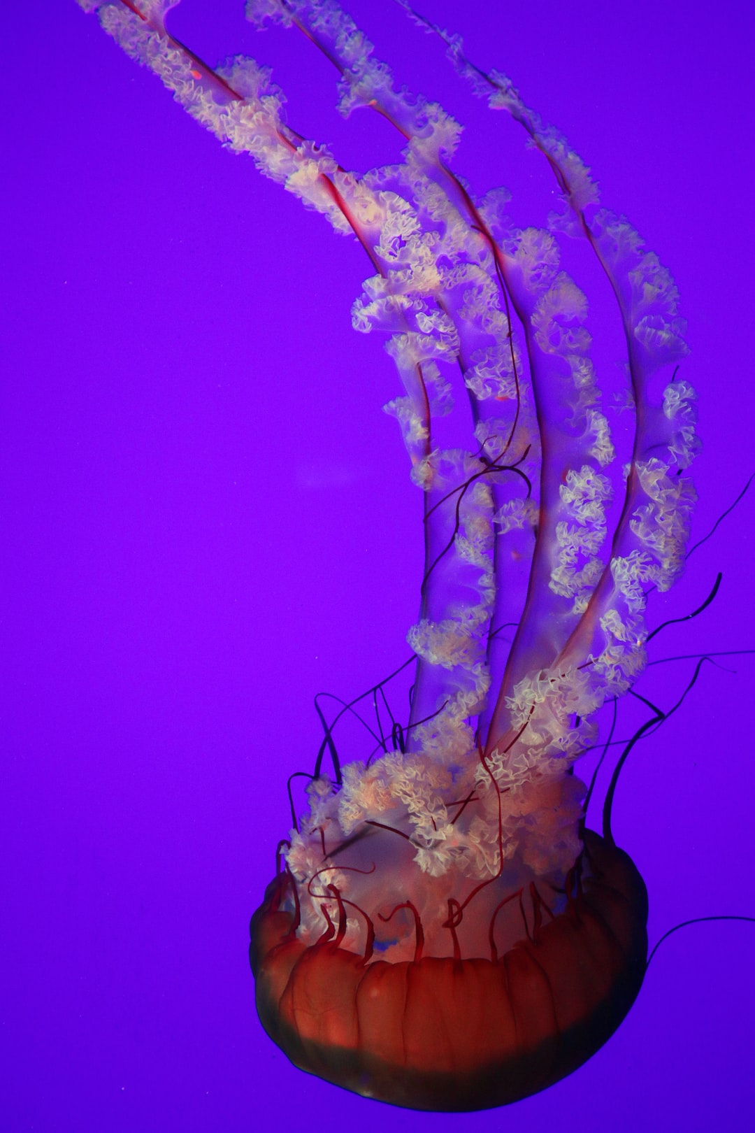 21 wichtige Fragen zu Woher Kommen Blasenschnecken Im Aquarium?