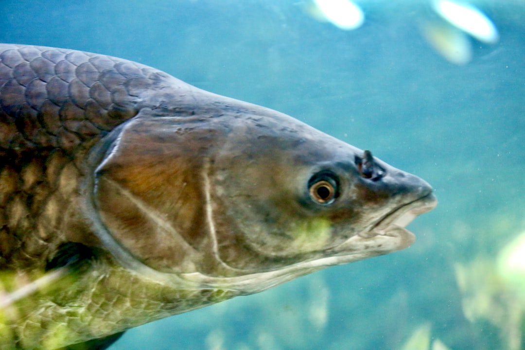 21 wichtige Fragen zu Wie Kann Man Aquarium Fische Loswerden?