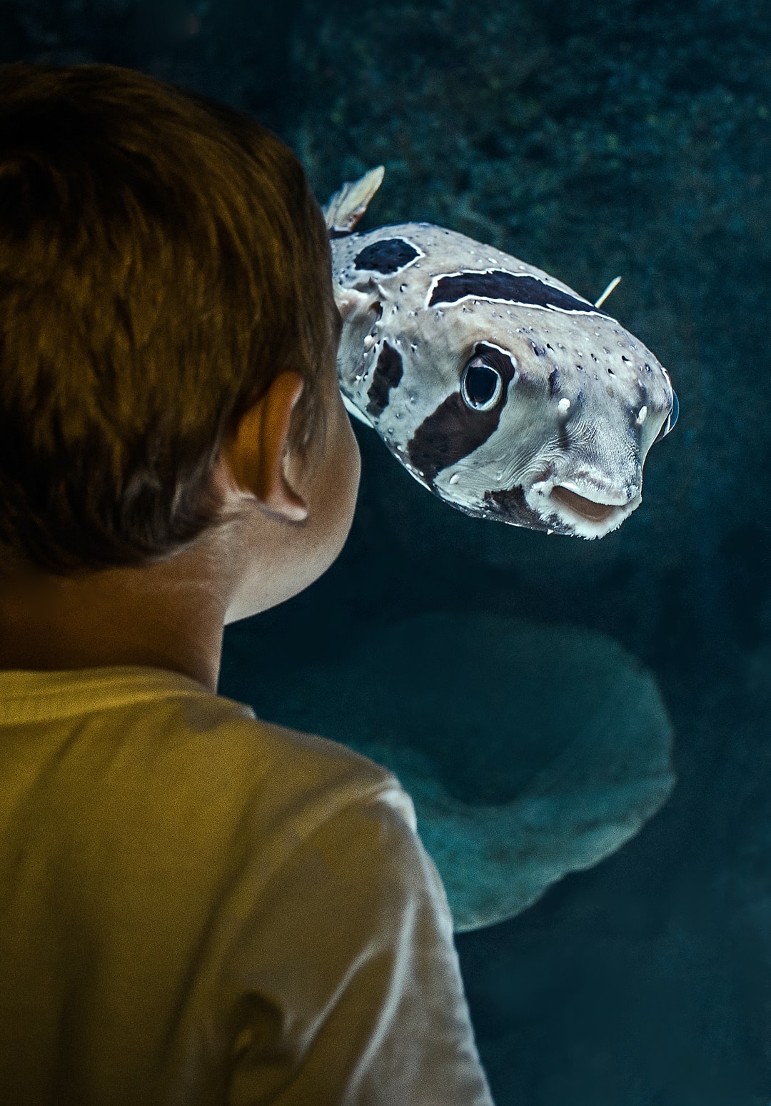 22 wichtige Fragen zu Wie Bekommt Man Babyfische Aus Dem Aquarium?