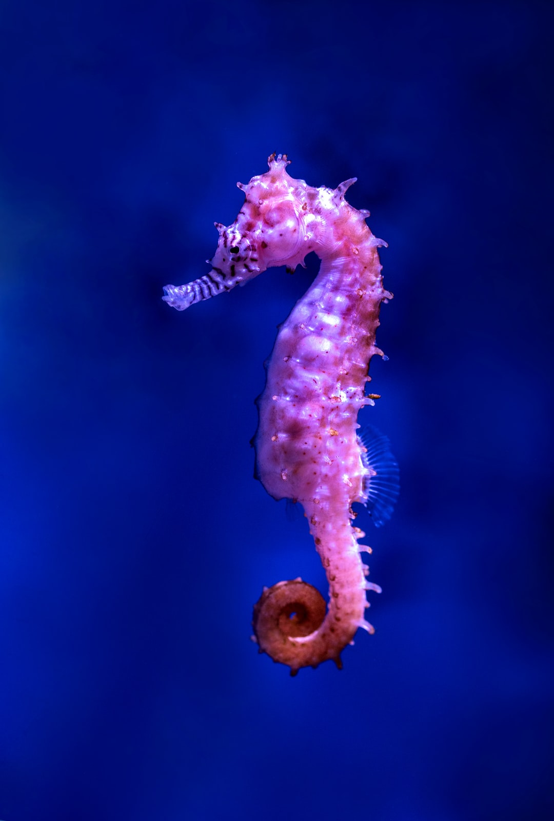22 wichtige Fragen zu Aquarium Filter Mit Heizung