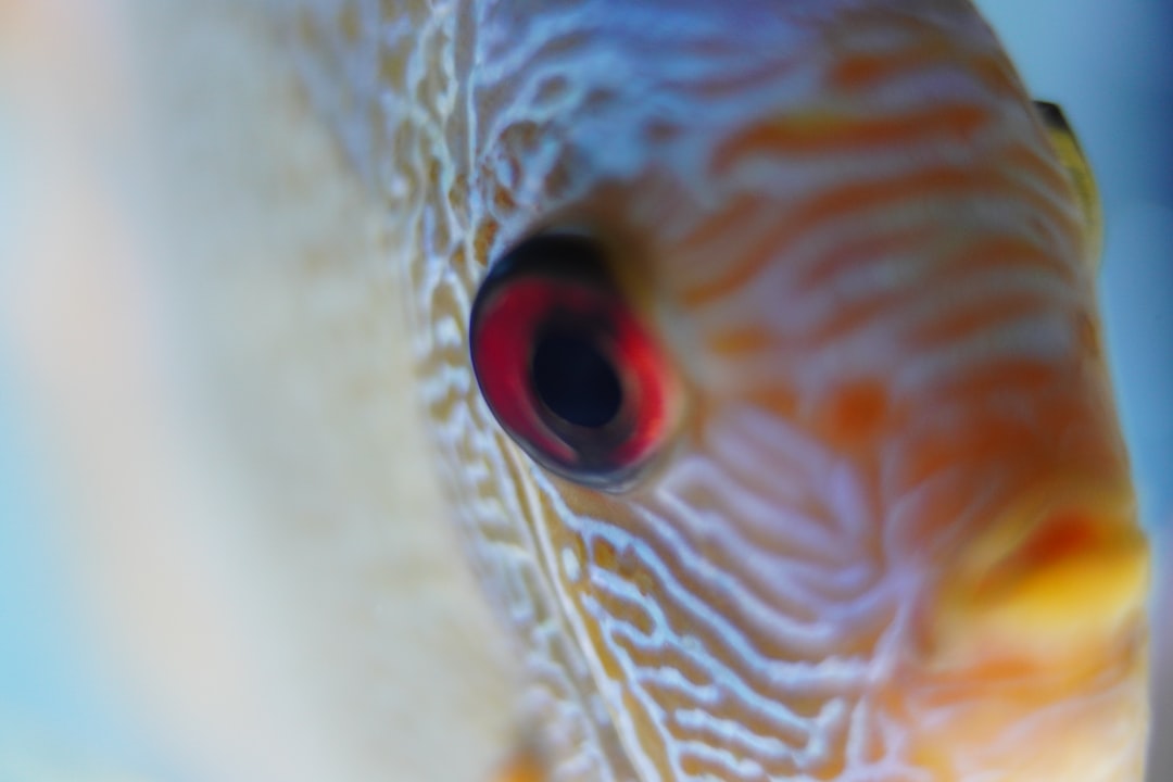 22 wichtige Fragen zu Wann Haben Goldfische Hunger?