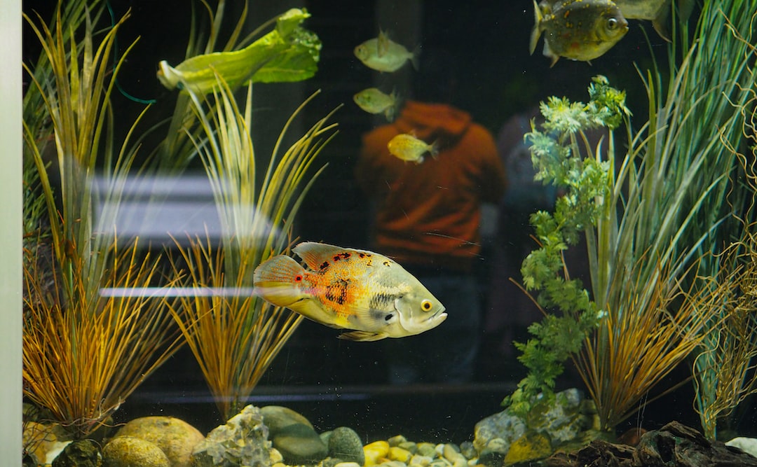 22 wichtige Fragen zu Wie Entsteht Zu Viel Phosphat Im Aquarium?