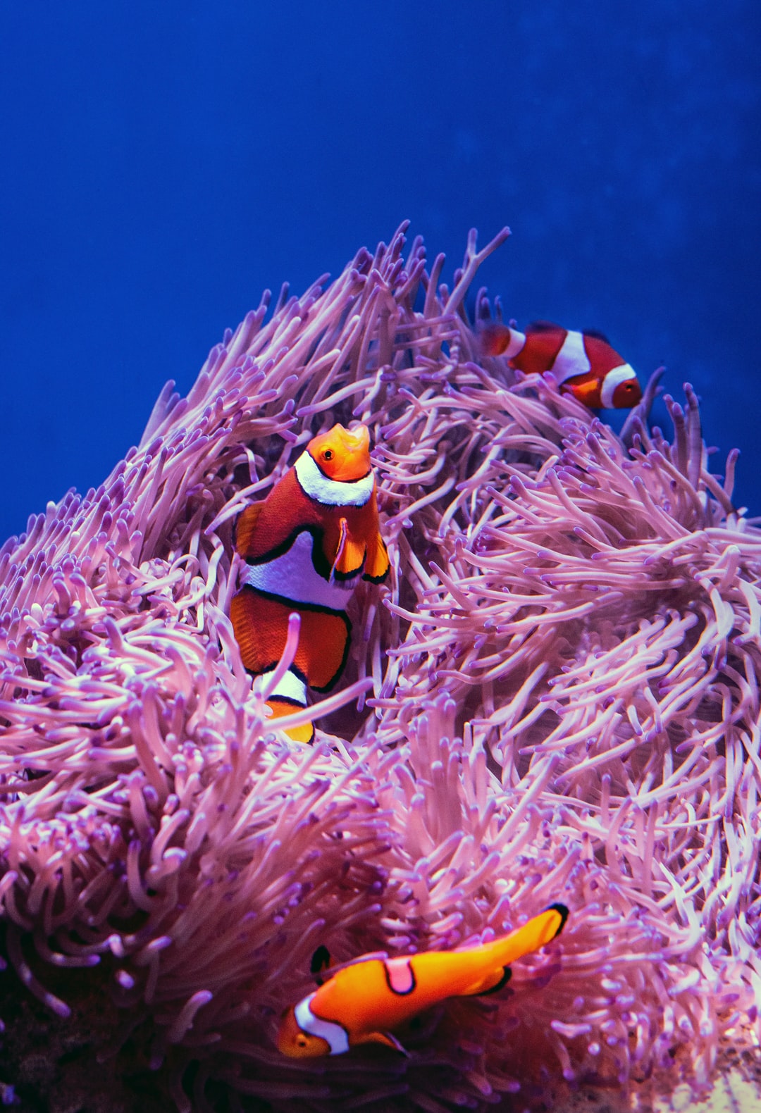 23 wichtige Fragen zu Welche Fische Im Nano Meerwasseraquarium?