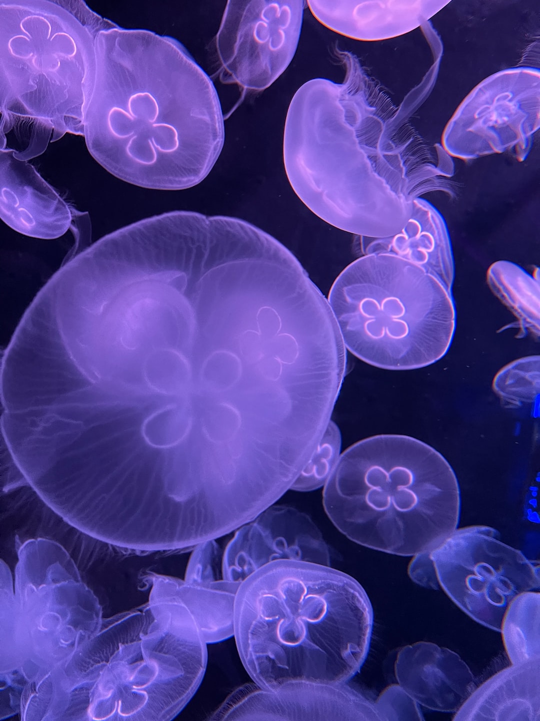 23 wichtige Fragen zu Wie Bekommen Fische Im Aquarium Sauerstoff?