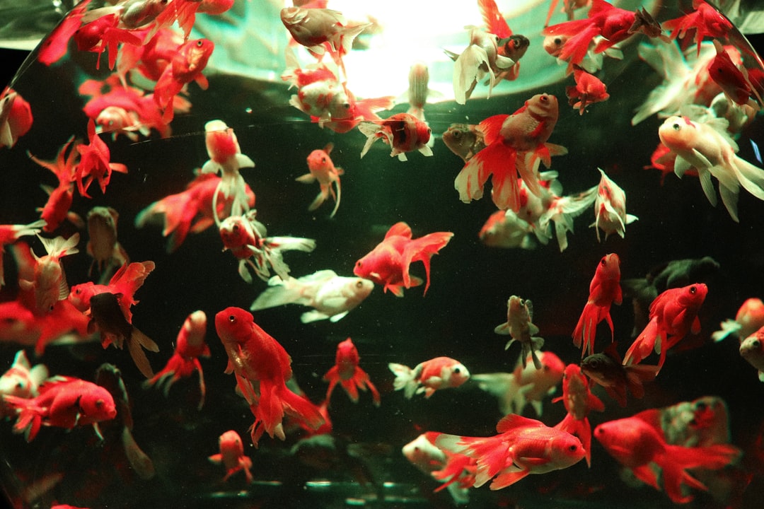 24 wichtige Fragen zu Glas Aquarium