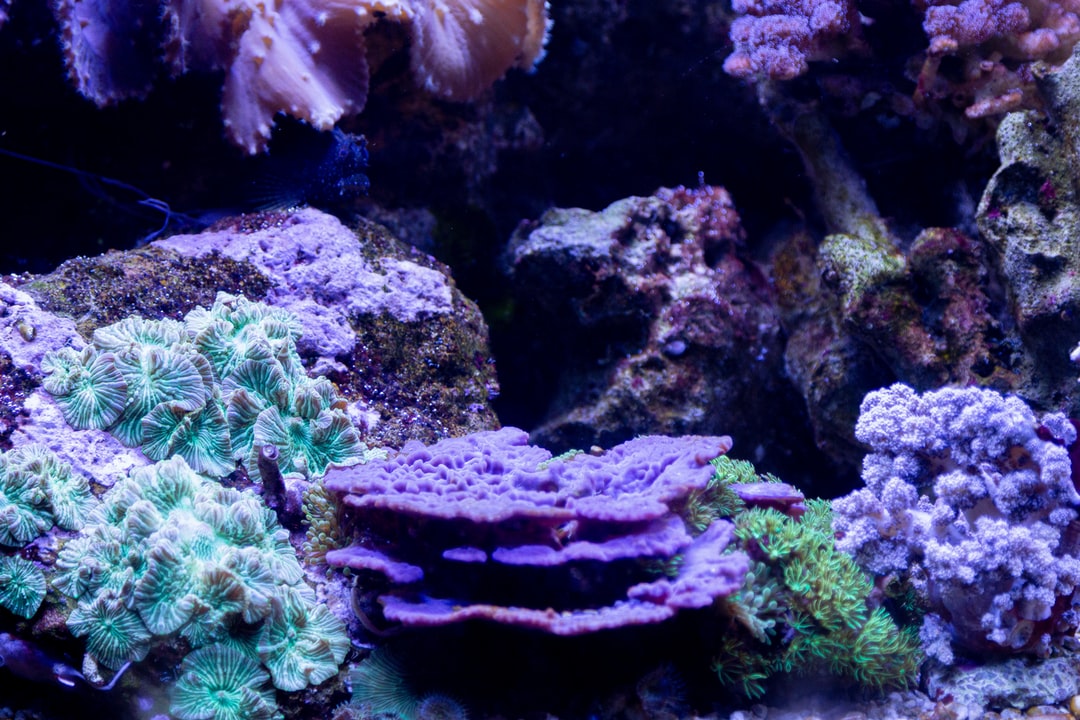 24 wichtige Fragen zu Efeutute Aquarium