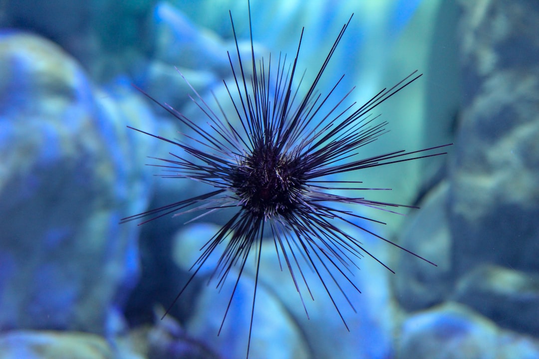 24 wichtige Fragen zu Wie Viel Lumen Braucht Ein Meerwasseraquarium?