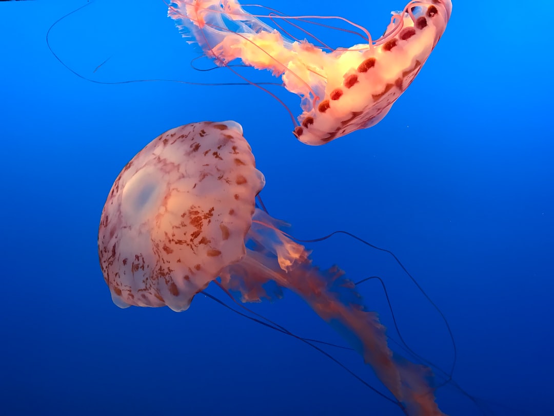 24 wichtige Fragen zu Wie Lange Muss Man Eine Aquarium Wurzel Auskochen?