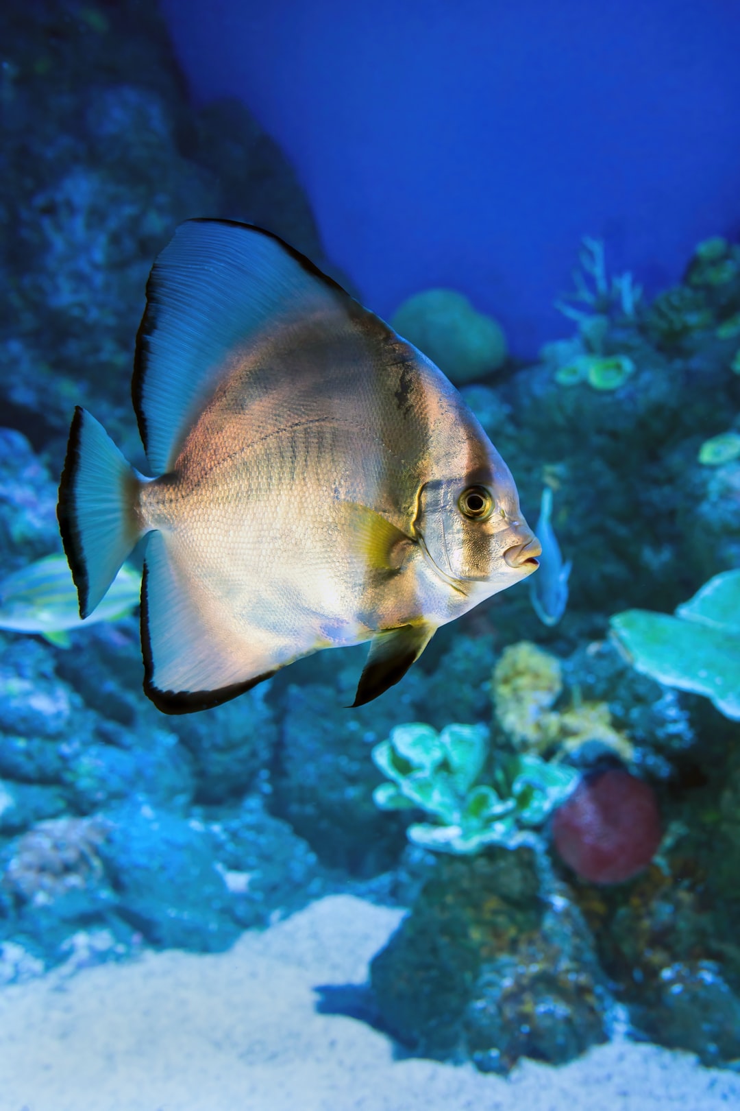 24 wichtige Fragen zu Aquarium Planen