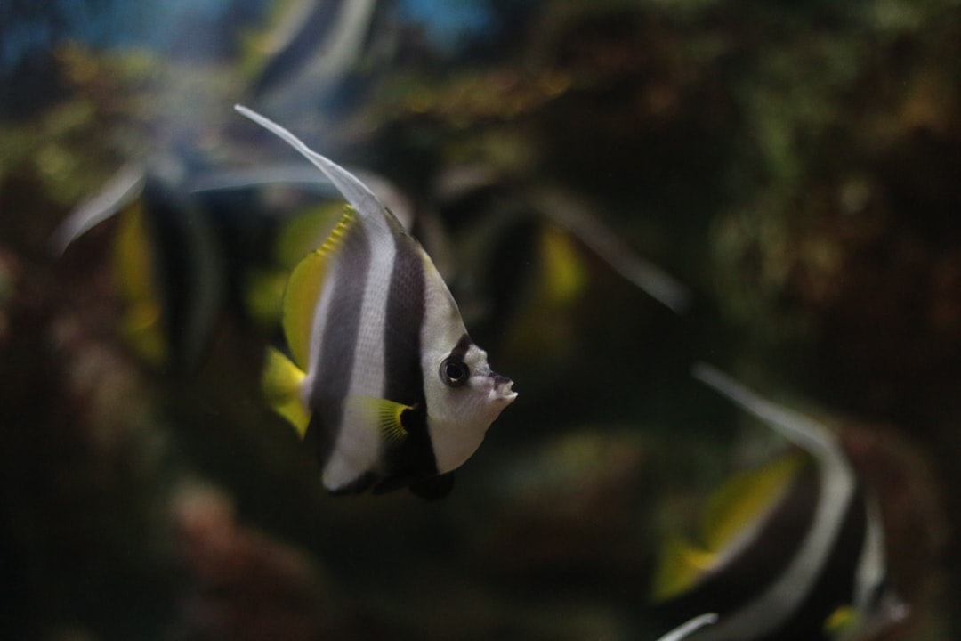 25 wichtige Fragen zu Südamerika Biotop Aquarium