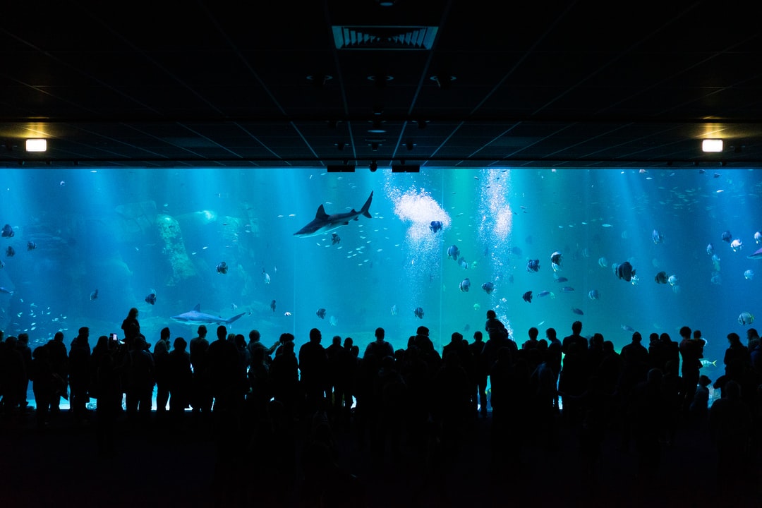 25 wichtige Fragen zu Was Mögen Welse Im Aquarium?