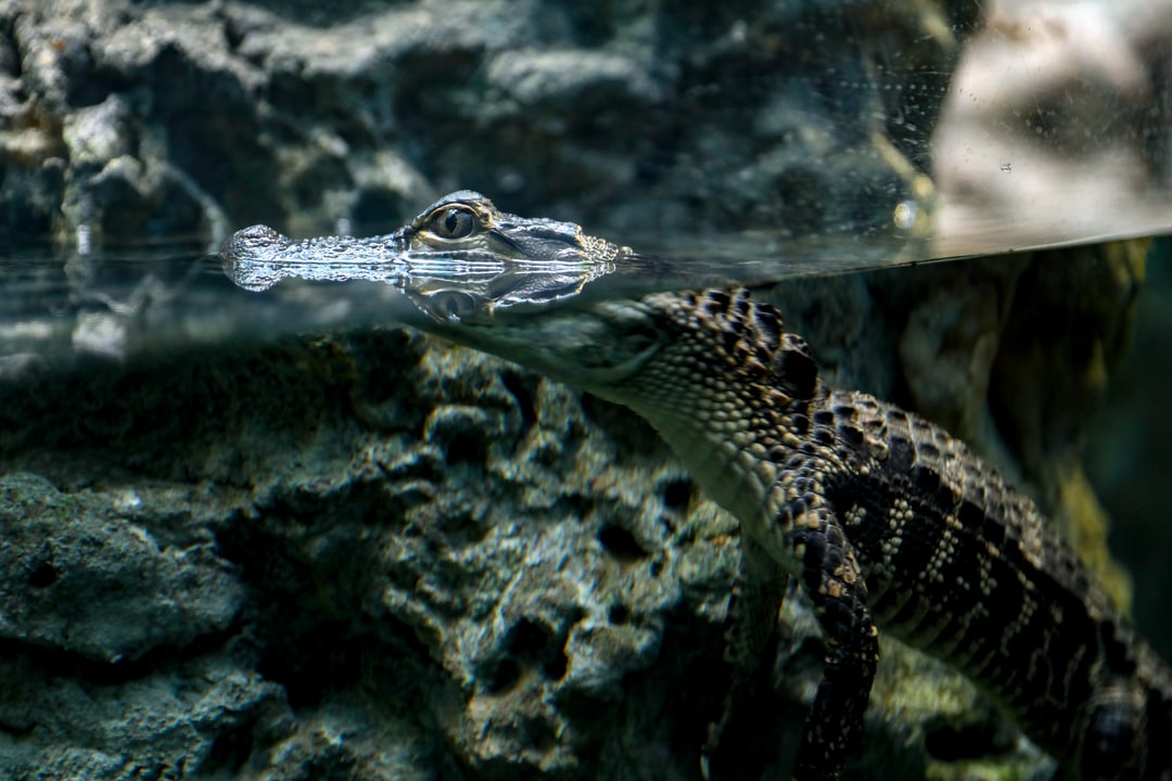 25 wichtige Fragen zu Wie Erkennt Man Tote Schnecken Im Aquarium?