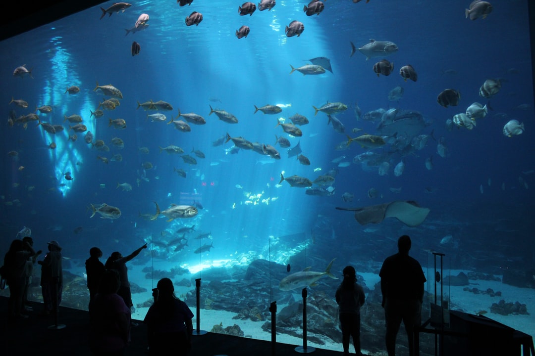 25 wichtige Fragen zu Monte Aquarium Wohnzimmer