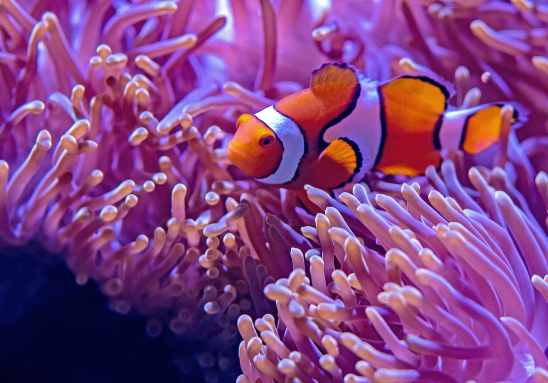 25 wichtige Fragen zu Led Aquarium Licht