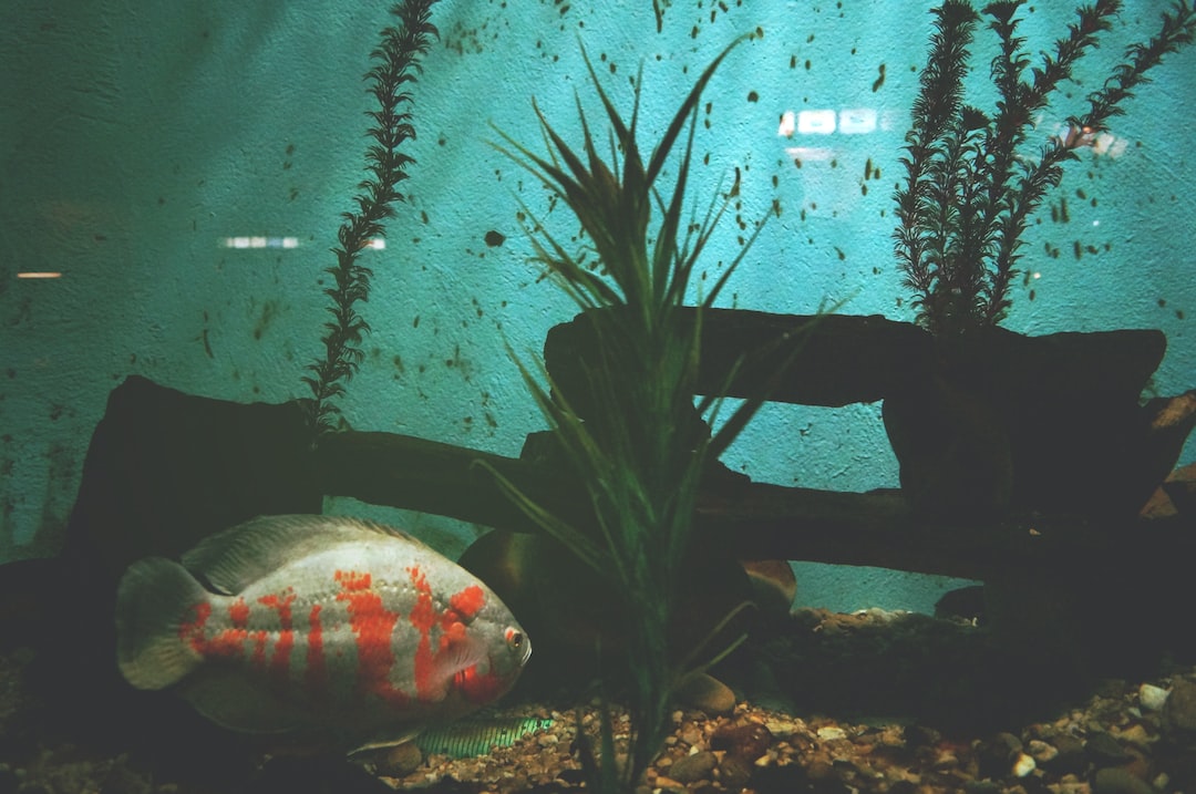 25 wichtige Fragen zu Do Fish Get Bored Living In A Tank?