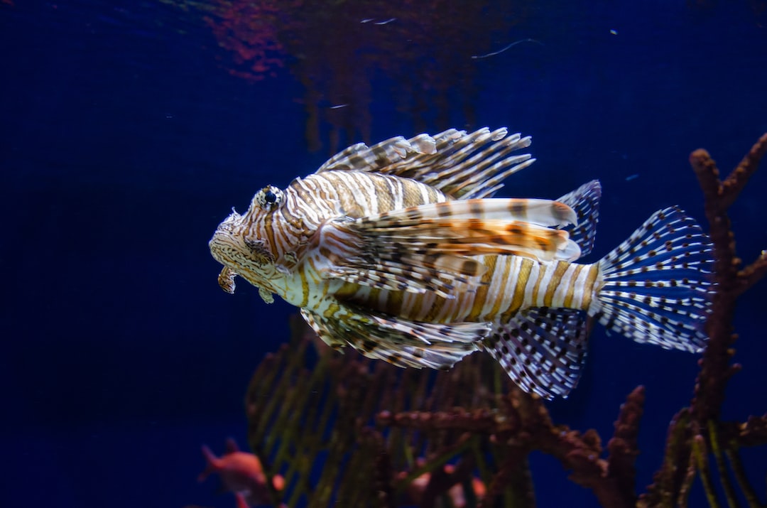 25 wichtige Fragen zu Wie Lange Kann Man Seemandelbaumblätter Im Aquarium Lassen?