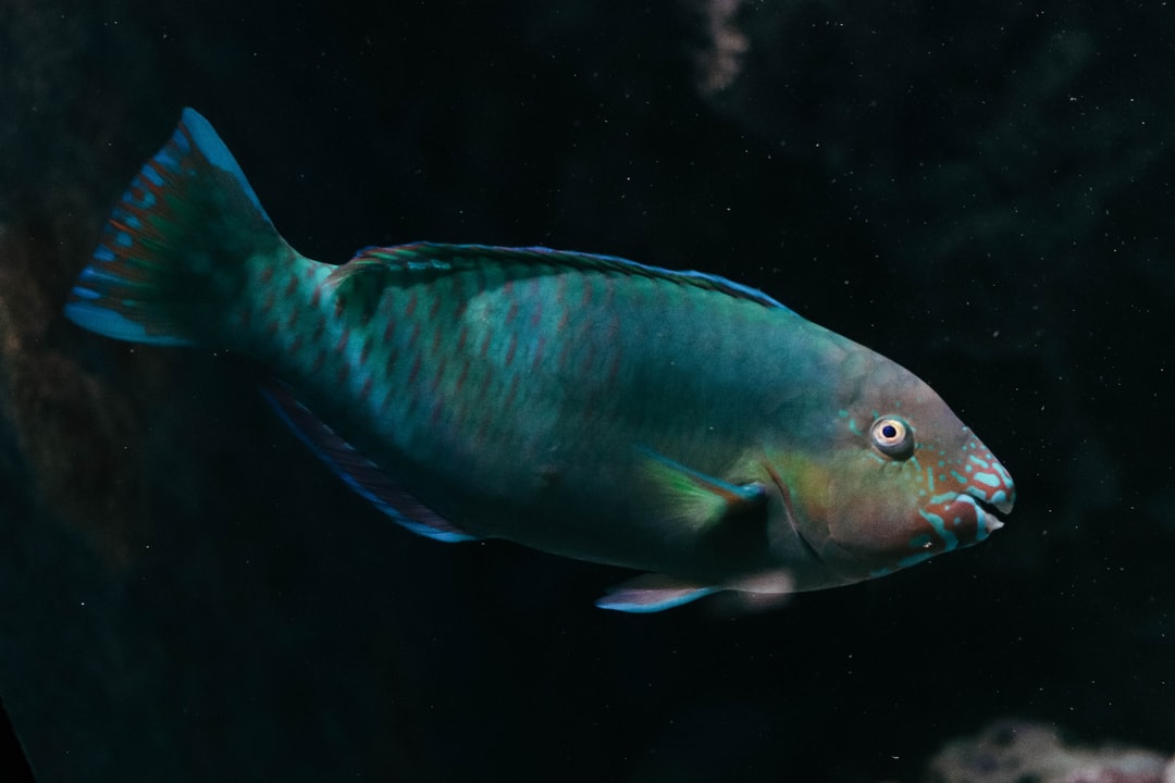 25 wichtige Fragen zu Filtermedium Aquarium