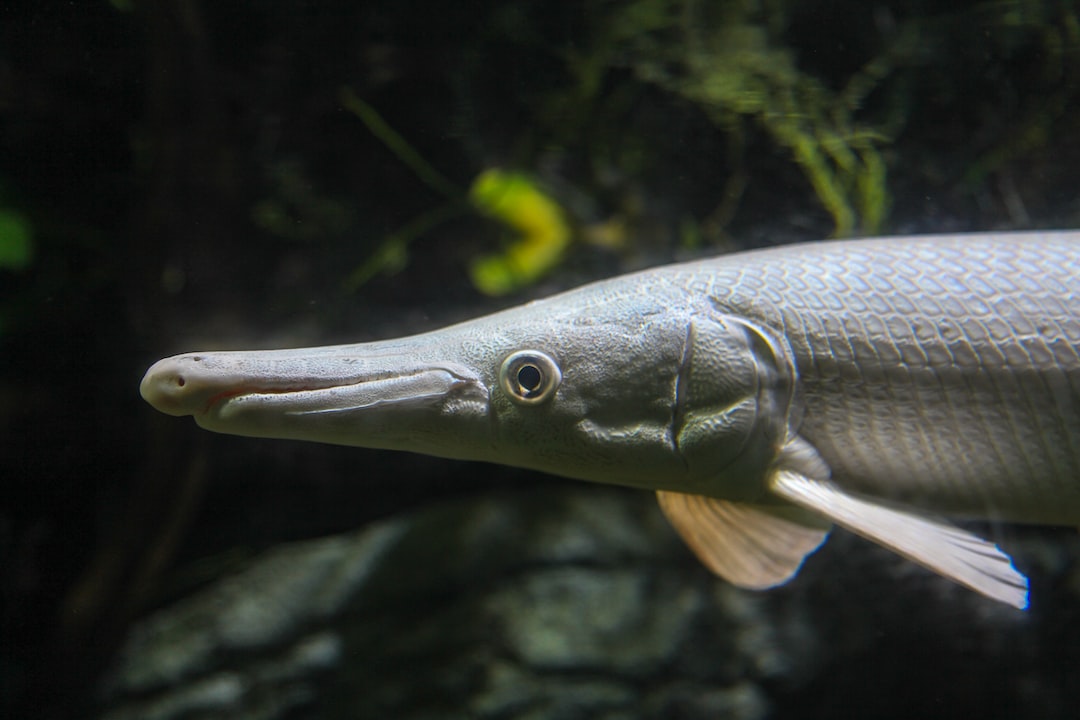 25 wichtige Fragen zu Fische Aquarium Kaufen